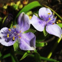 Традесканция цветёт :: Людмила Смородинская