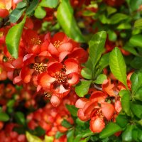 Айва японская 2-х летняя :: Александр Лычагин