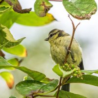 Обыкновенная лазоревка. :: Анатолий. Chesnavik.