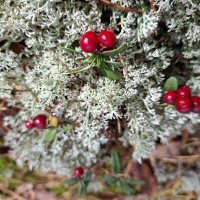 пора за брусникой :: ИРЭН@ . пора за брусникой :: ИРЭН@ .