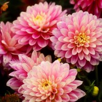 Доброе утро :: Юрий. Шмаков