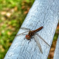 Стрекоза :: Larisa Kuznetsova
