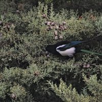 Хорошо спрятаный чипс ,залог сытой зимы... :: Giant Tao /