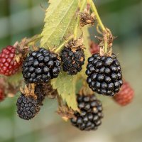 Ежевика :: Игорь Сикорский