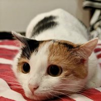 Кошка :: Надежда