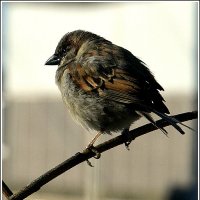 Настало времечко.... :: Aleksandr Gal Настало времечко.... :: Aleksandr Gal