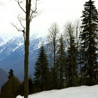 Красная Поляна :: Сергей Алексеевич Митянин Красная Поляна :: Сергей Алексеевич Митянин