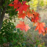 О красных флагах ооктября.... :: Андрей Заломленков