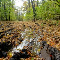 По дорогам осени... :: Андрей Заломленков