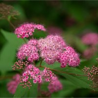 *** :: Ирина С