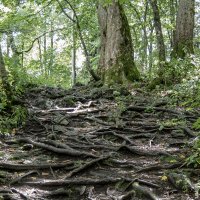 корни :: Вадим 