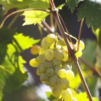 Урожай :: Светлана Тихонина Урожай :: Светлана Тихонина