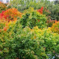 Палитра осени :: Ольга Довженко