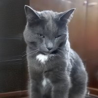 Басик на посту :: Ольга Довженко