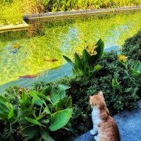 Про рыжего котёнка и золотую рыбку :: Сергей Б.