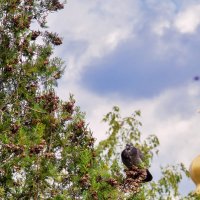 ... :: Светлана Ищенко