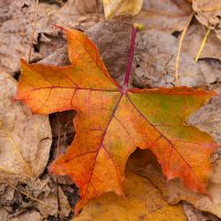 Красивый кленовый лист :: Александр Синдерёв