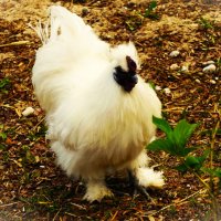 Дружелюбный Китайский шёлковый петушок(Силки) :: Aida10 