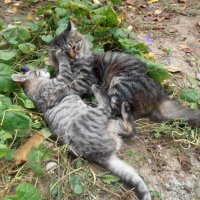 Терпение, только терпение!.. :: Наталья 