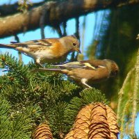 вьюрок и зяблик :: gawrilа - dan