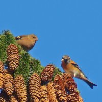 вьюрок и зяблик :: gawrilа - dan