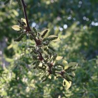 "Будет апрель!" Ю.Левитанский :: Syntaxist (Светлана) "Будет апрель!" Ю.Левитанский :: Syntaxist (Светлана)