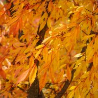 Узоры октября... :: Владимир Жданов