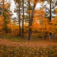 Осенний вайб :: Юлия Закопайло