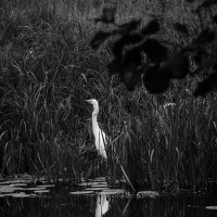 **** :: Юлия Закопайло