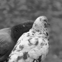 *** :: Сергей Сергеев