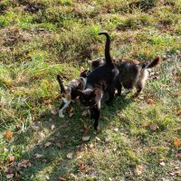 Три хвоста :: Владимир Иванович