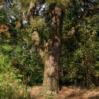 На сосне сидел скворечник... :: Николай Гирш На сосне сидел скворечник... :: Николай Гирш