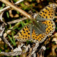 опять про бабочек 43 :: Александр Прокудин