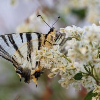 Бабье лето :: Светлана Тихонина