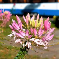 Последние цветы и оттого так дивны. :: Татьяна Помогалова Последние цветы и оттого так дивны. :: Татьяна Помогалова