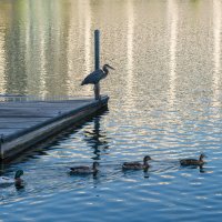 Утро :: **** vedin Утро :: **** vedin