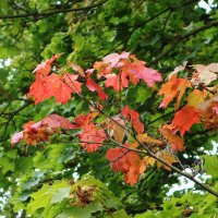 Сентябрьский этюд :: Рита Симонова