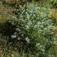 На клумье :: Анатолий Чикчирный