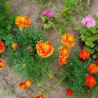 Цветы. :: Владимир Драгунский