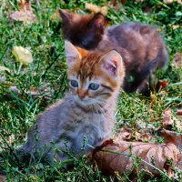 Котята :: Александр Лычагин