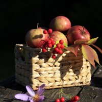 Осенние  яблочки .. :: Татьян@ Ивановна