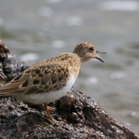 ***** :: Владилен Панченко ***** :: Владилен Панченко