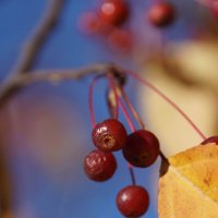 Птичья радость :: Наталия Григорьева