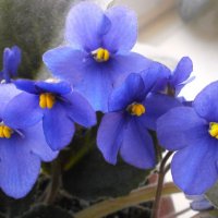 Фиалки :: Алёна Савина Фиалки :: Алёна Савина