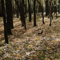Белк в осеннем парке :: Ильич -