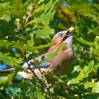 сойка с желудем :: gawrilа - dan