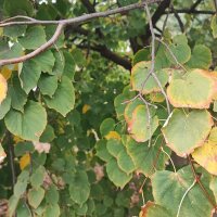 ,,, :: Сергей Тимоновский