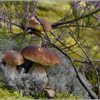 От тихой охоты :: Aleksandr Gal