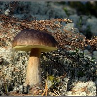 *** :: Aleksandr Gal