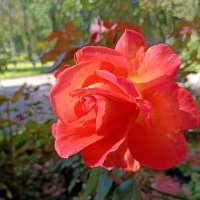 Роза конца сентября :: Мария Васильева Роза конца сентября :: Мария Васильева